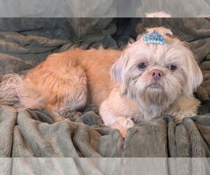 Shih Tzu Dogs for adoption in Bon Carbo, CO, USA