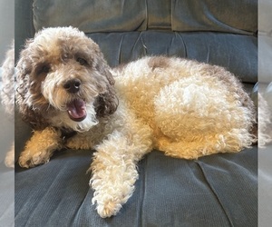 Mother of the Poodle (Miniature) puppies born on 06/14/2026