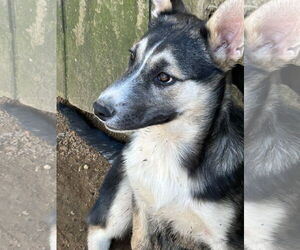 Siberian Husky-Unknown Mix Dogs for adoption in Okolona, MS, USA