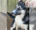 Small Siberian Husky Mix