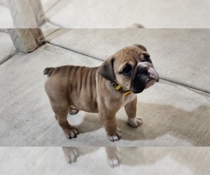 Bulldog Puppy for sale in HEMET, CA, USA