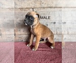 Small #7 Boxer