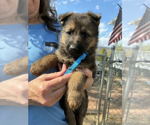 Medium Photo #3 German Shepherd Dog Puppy For Sale in NEWVILLE, PA, USA