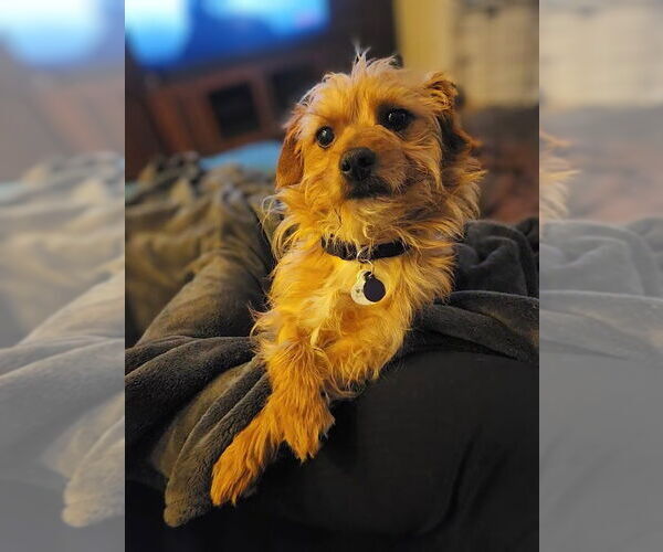 Medium Photo #3 Norwich Terrier-Unknown Mix Puppy For Sale in San Francisco, CA, USA