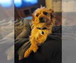 Small #2 Norwich Terrier Mix