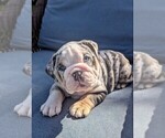 Puppy Oreo English Bulldog