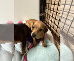 Small Photo #2 Dachshund-Unknown Mix Puppy For Sale in Osgood, IN, USA