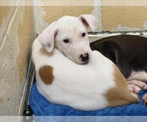 Mutt Dogs for adoption in Tulsa, OK, USA