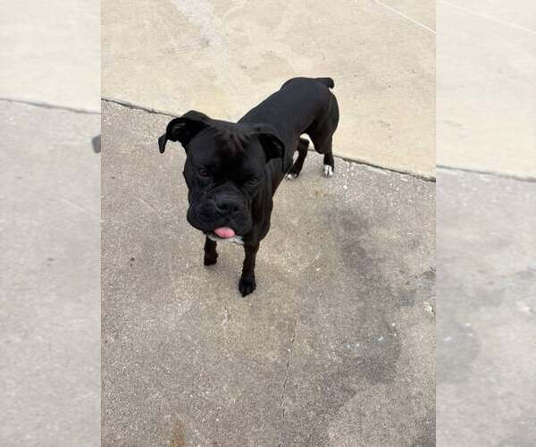 Medium Photo #7 Boxer Puppy For Sale in  Katy, TX, USA