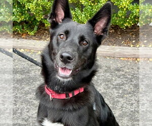 German Shepherd Dog-Unknown Mix Dogs for adoption in Canton, CT, USA