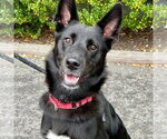 Fae - Female German Shepherd Dog-Unknown Mix Dog for Adoption - Small photo
