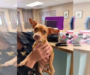 Chihuahua Dogs for adoption in Mount Laurel, NJ, USA