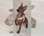 Jesse - Female Miniature Pinscher Puppy for Sale - Small photo