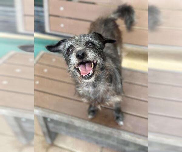 Medium Photo #1 Chihuahua-Miniature Schnauzer Mix Puppy For Sale in Santa Maria, CA, USA