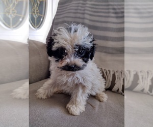 Medium Shih Tzu