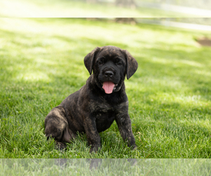 Cane Corso Puppy for sale in BOURBON, IN, USA