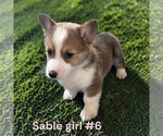 Small #10 Pembroke Welsh Corgi