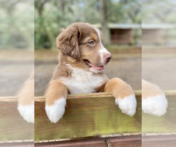 Medium Photo #13 Australian Shepherd Puppy For Sale in DOVER, FL, USA