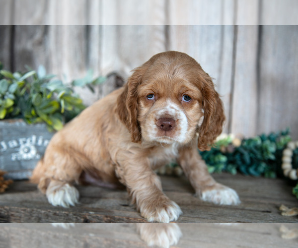 Medium Photo #2 Cocker Spaniel Puppy For Sale in BALTIC, OH, USA