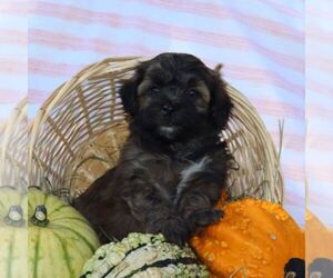 ShihPoo Puppy for sale in THORP, WI, USA