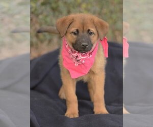 Australian Shepherd-Unknown Mix Dogs for adoption in Dana Point, CA, USA