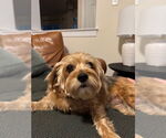 Small #2 Mutt
