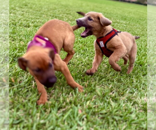 Medium Photo #5 Golden Labrador Puppy For Sale in Royal Palm Beach, FL, USA