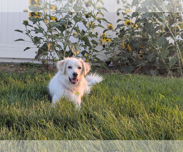 Medium Photo #9 Collie-Great Pyrenees Mix Puppy For Sale in Sandy, UT, USA