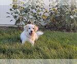 Small #8 Collie-Great Pyrenees Mix