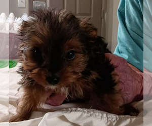 Yorkshire Terrier Puppy for Sale in ARDMORE, Oklahoma USA