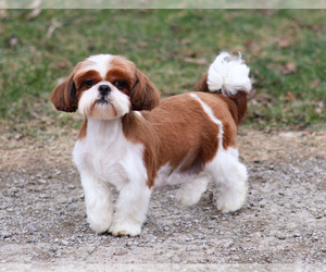 Mother of the Shih Tzu puppies born on 05/03/2025