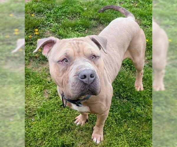 Medium Photo #1 Mastiff-Unknown Mix Puppy For Sale in Akron, OH, USA