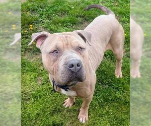 Mastiff-Unknown Mix Dogs for adoption in Akron, OH, USA