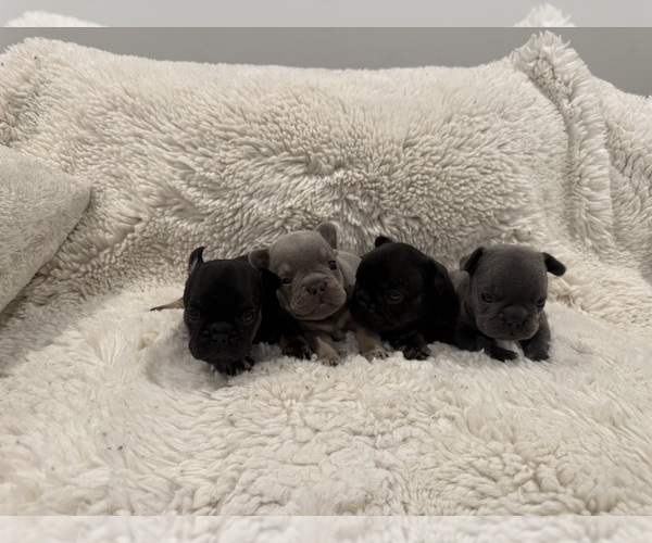 Medium Photo #4 French Bulldog Puppy For Sale in KALISPELL, MT, USA