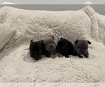 Small #3 French Bulldog