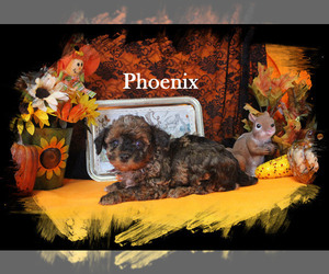 Poodle (Toy) Puppy for sale in CHANUTE, KS, USA