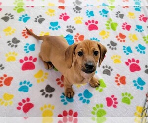 Dachshund Puppy for sale in ORO VALLEY, AZ, USA