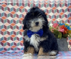 Bernedoodle (Miniature) Puppy for sale in LANCASTER, PA, USA
