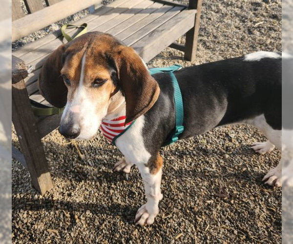 Medium Photo #7 Mutt Puppy For Sale in Rockaway, NJ, USA