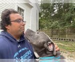 Small #5 American Staffordshire Terrier Mix