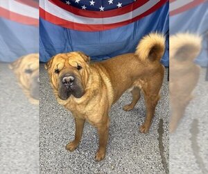 Chinese Shar-Pei Dogs for adoption in Henderson, NV, USA