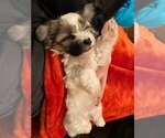 Small Photo #15 Morkie Puppy For Sale in JACKSONVILLE, FL, USA