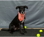 Small #1 Dalmatian Mix