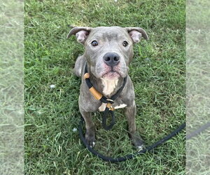 Mutt Dogs for adoption in Evansville, IN, USA