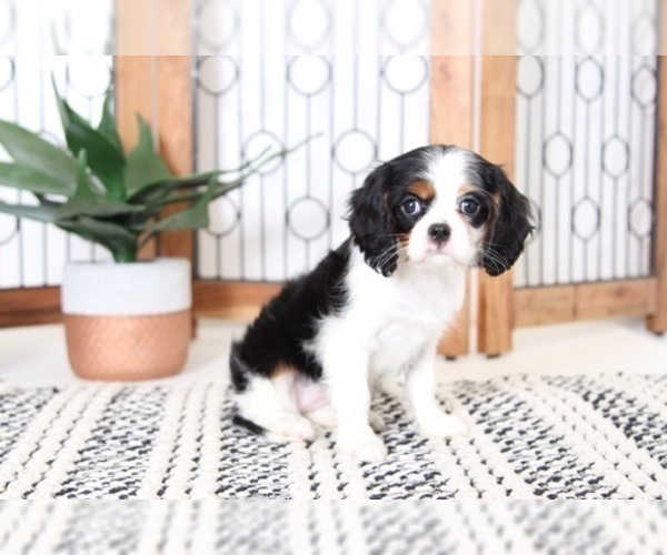 Medium Photo #4 Cavalier King Charles Spaniel Puppy For Sale in NAPLES, FL, USA