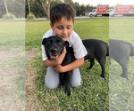 Small #3 Australian Kelpie Mix