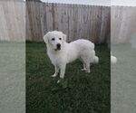 Small #4 Great Pyrenees Mix