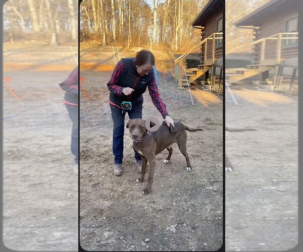Medium Photo #3 Chocolate Labrador retriever-Great Dane Mix Puppy For Sale in Atlanta, GA, USA