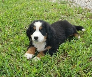 Bernese Mountain Dog Puppy for sale in NORWOOD, MO, USA