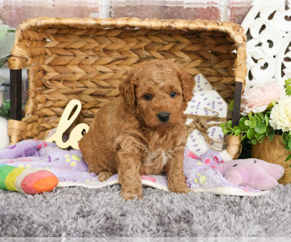 Medium Photo #14 Goldendoodle Puppy For Sale in SYRACUSE, IN, USA